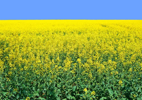 Rape Yellow Flowers Background — Stock Photo, Image