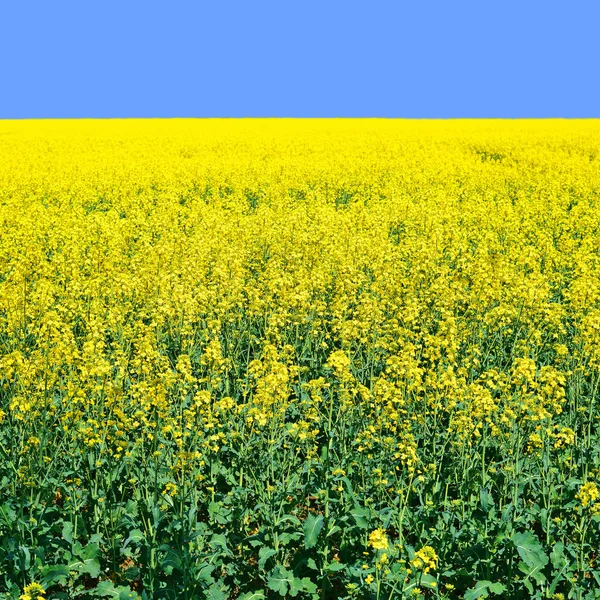 Rape Yellow Flowers Background — Foto Stock