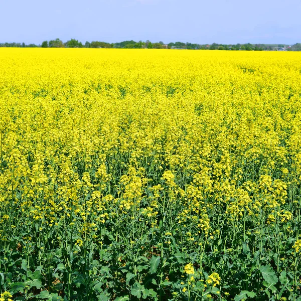 Rape Yellow Flowers Background — Fotografia de Stock