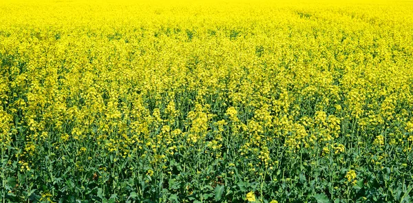 Rape Yellow Flowers Background — Stock Fotó