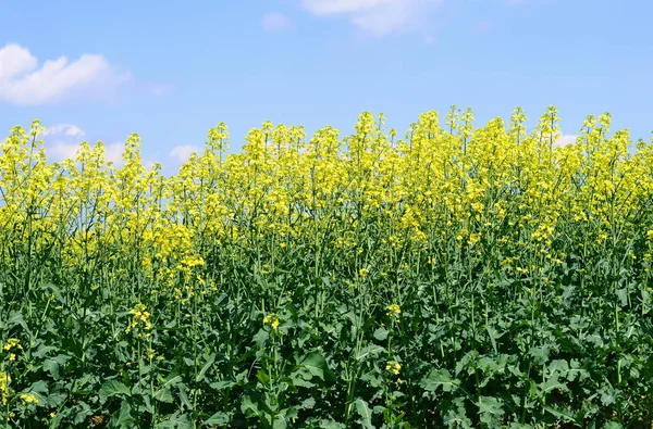 Rape Yellow Flowers Background — Fotografia de Stock