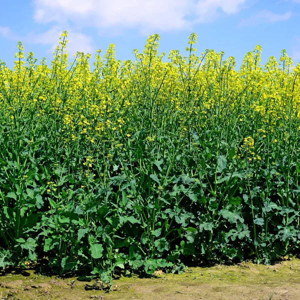 Rape Yellow Flowers Background — Fotografia de Stock