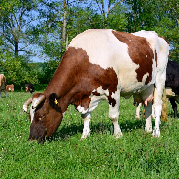 Nahaufnahme Einer Schönen Braunen Und Weißen Kuh Auf Der Weide — Stockfoto