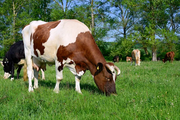 Zblízka Krásné Hnědé Bílé Krávy Louce — Stock fotografie