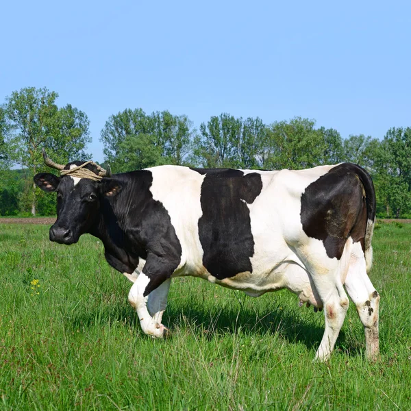 Primo Piano Bella Mucca Bianco Nero Sul Prato — Foto Stock