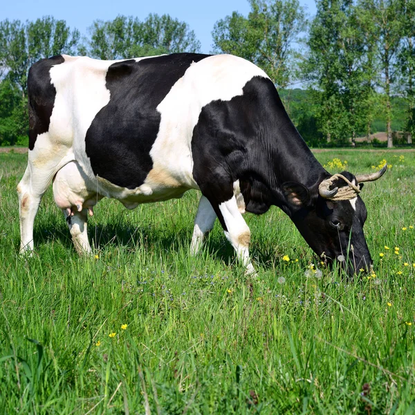 Close Van Mooie Zwart Witte Koe Weide — Stockfoto