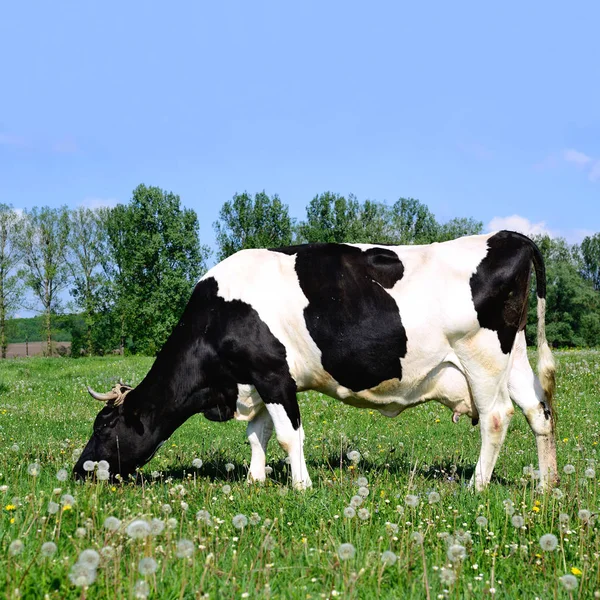 Närbild Vackra Svarta Och Vita Äng — Stockfoto