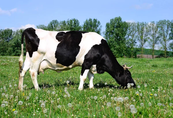 牧草地で美しい黒と白の牛のクローズアップ — ストック写真
