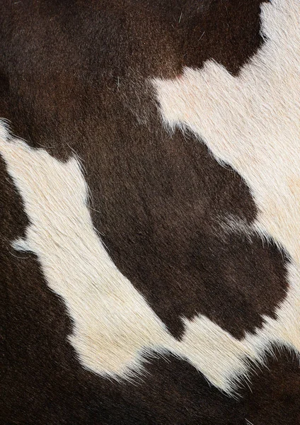 Closeup Natural Cow Black White Skin — Stock fotografie