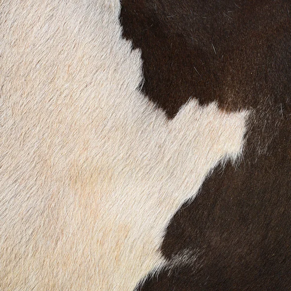 Zbliżenie Naturalnej Skóry Krowy Czarno Białej — Zdjęcie stockowe