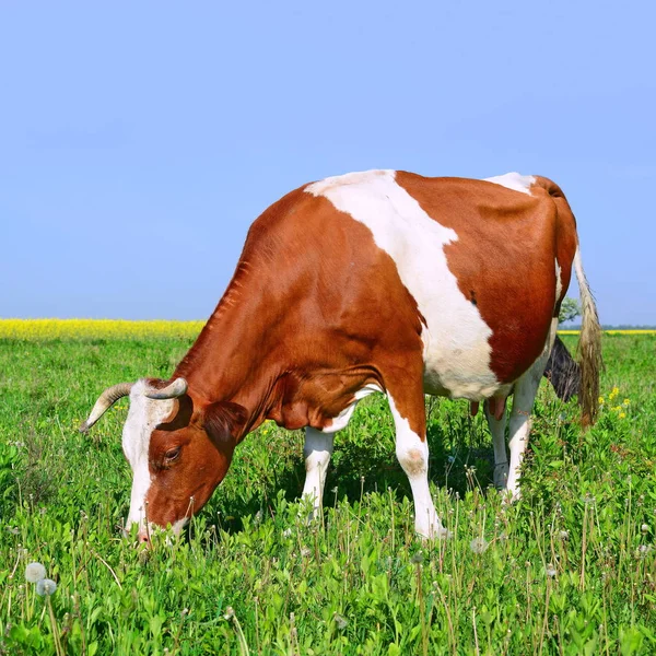 Gros Plan Belle Vache Brune Blanche Sur Prairie — Photo