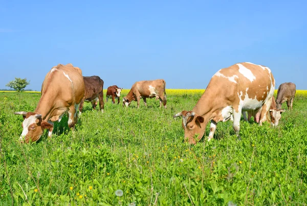 Kühe Auf Einer Sommerweide Einer Ländlichen Sommerlandschaft — Stockfoto