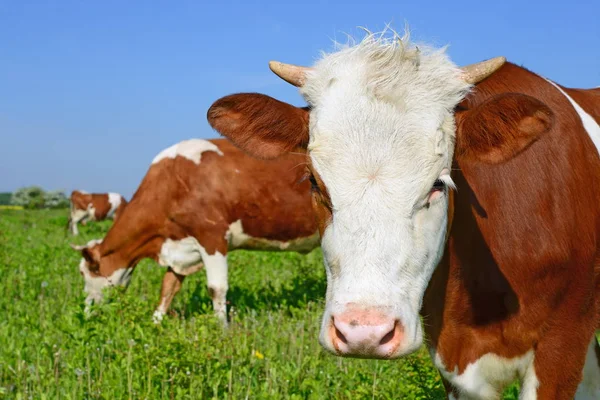 Las Vacas Pasto Verano Paisaje Rural Verano —  Fotos de Stock