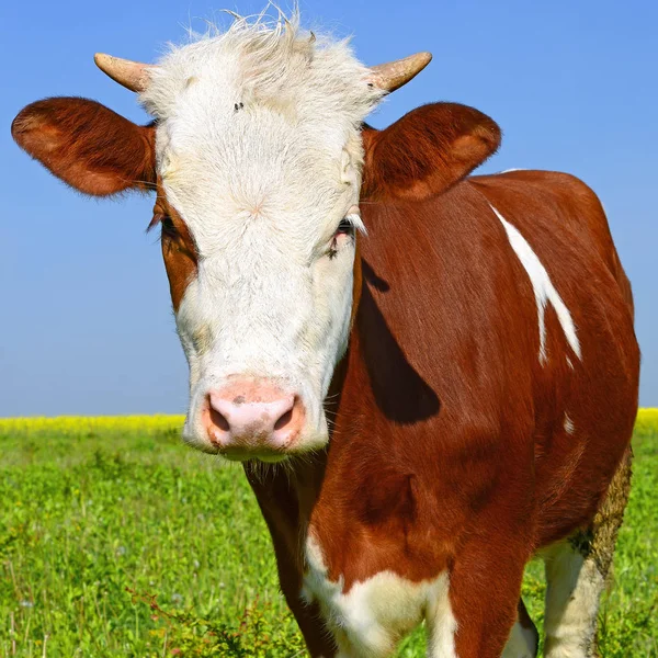 Primo Piano Bella Mucca Marrone Bianco Sul Prato — Foto Stock