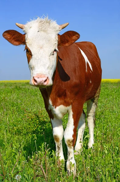牧草地で美しい茶色と白の牛のクローズアップは — ストック写真