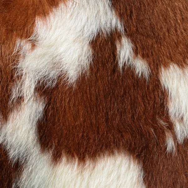 Natural Cow Fur Texture Closeup — 图库照片