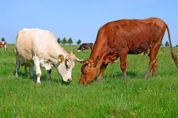 Vacas Pasto Verão Uma Paisagem Rural Verão — Fotografia de Stock
