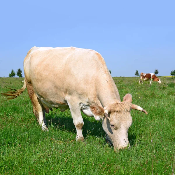 Vacas Pasto Verão Uma Paisagem Rural Verão — Fotografia de Stock