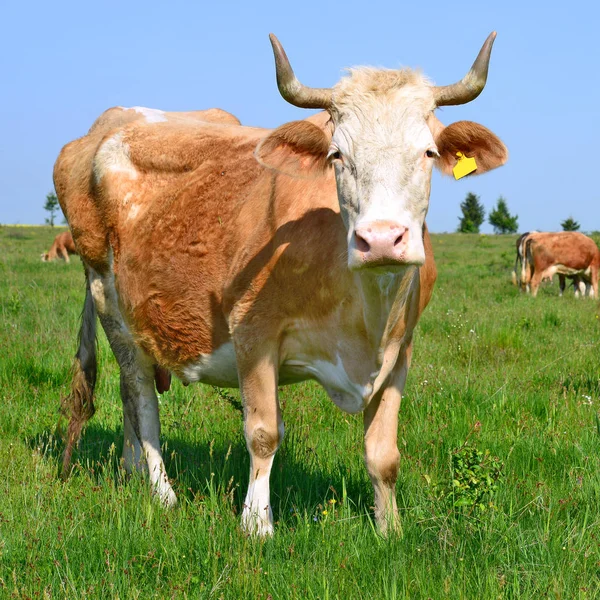 Mucche Pascolo Estivo Paesaggio Rurale Estivo — Foto Stock