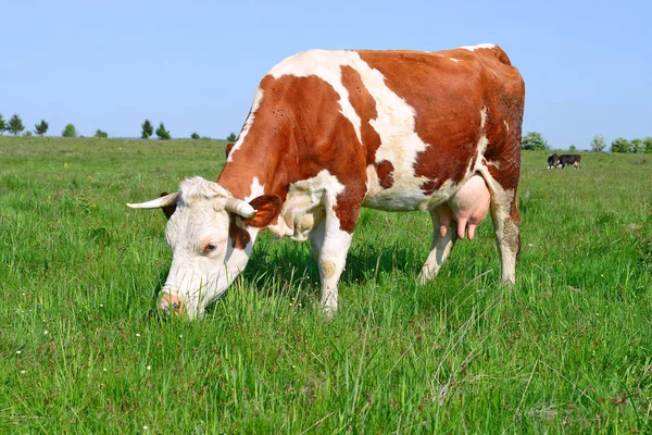 Close Beautiful Brown White Cow Meadow — стоковое фото