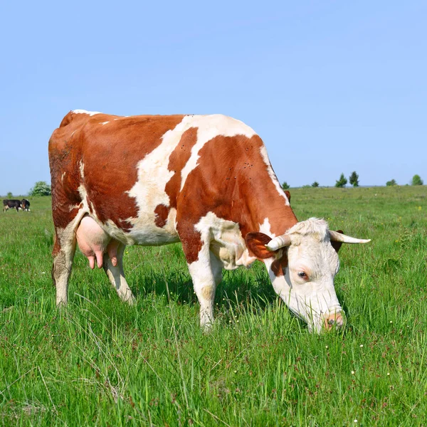 Close Van Mooie Bruine Witte Koe Weide — Stockfoto