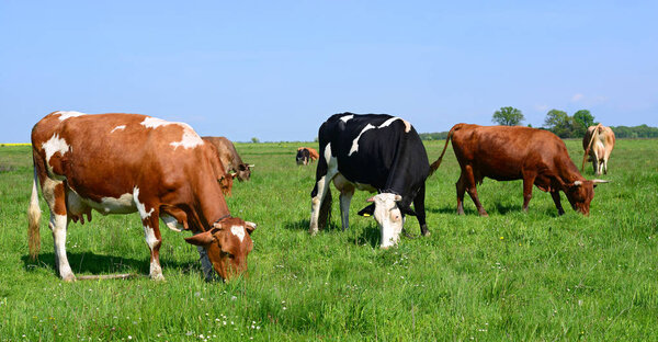 Cows on a summer pasture in a summer rural landscape.