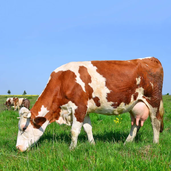 Las Vacas Pasto Verano Paisaje Rural Verano — Foto de Stock