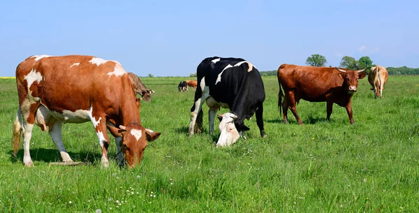 Vaches Sur Pâturage Été Dans Paysage Rural Été — Photo