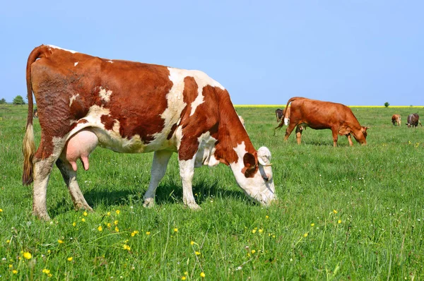 Корови Пасуться Літньому Пасовищі — стокове фото