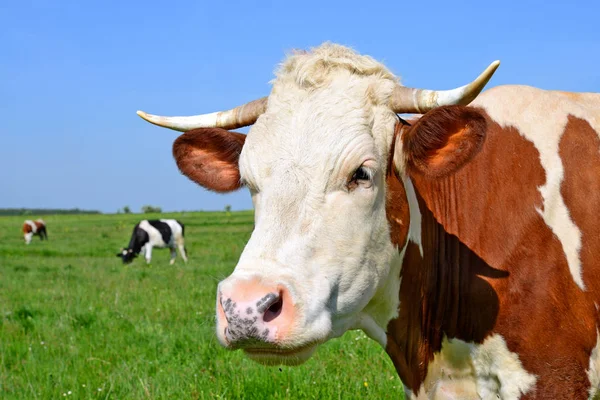 Primo Piano Bella Mucca Marrone Bianco Sul Prato — Foto Stock