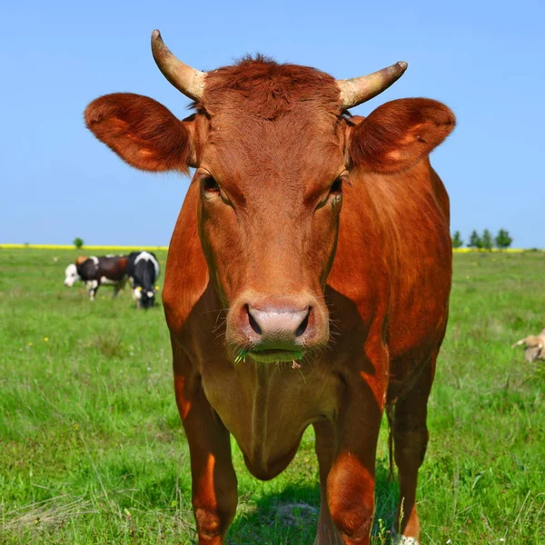 Cow Grazing Pasture Summer — Stock Photo, Image