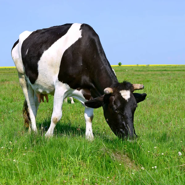 Close Van Mooie Zwart Witte Koe Weide — Stockfoto