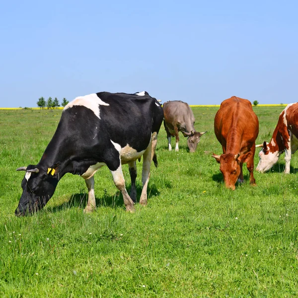 Lehmät Kesälaitumella Kesän Maaseudulla — kuvapankkivalokuva
