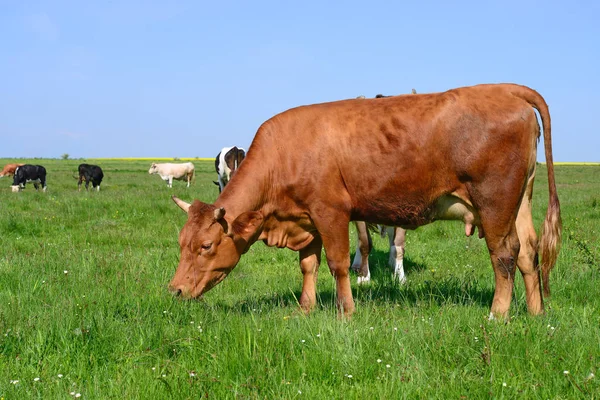 夏天放牛在牧场上放牧 — 图库照片