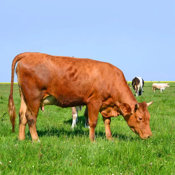 Kuh Weidet Sommer Auf Der Weide — Stockfoto