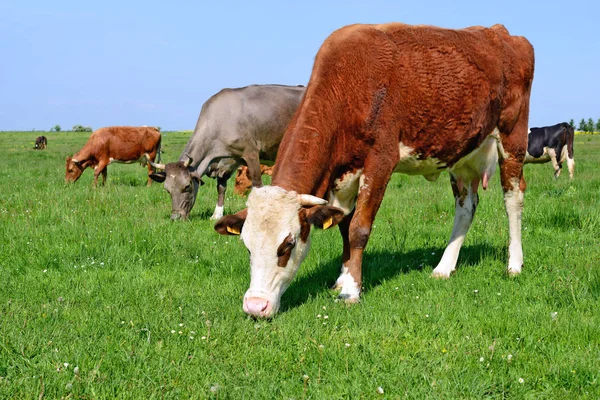 Vacas Pastando Pastos Verano —  Fotos de Stock