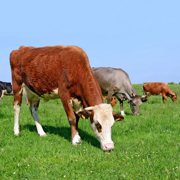 Cows Grazing Summer Pasture — Stock Photo, Image