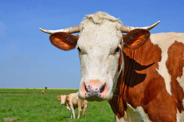 Close Van Mooie Bruine Witte Koe Weide — Stockfoto