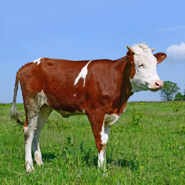 Close Beautiful Brown White Cow Meadow — стоковое фото