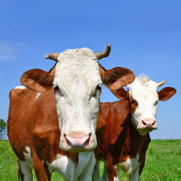 Cows Grazing Summer Pasture — Stock Photo, Image