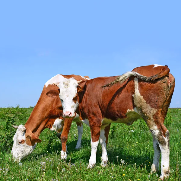 Vaches Broutant Sur Les Pâturages Été — Photo