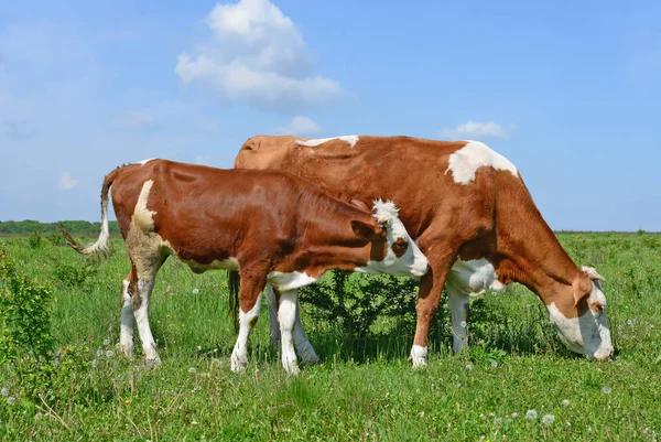 Nyári Legelőn Legelő Tehenek — Stock Fotó