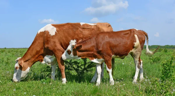 Nyári Legelőn Legelő Tehenek — Stock Fotó