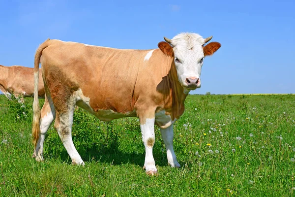 Cow Grazing Pasture Summer — 스톡 사진