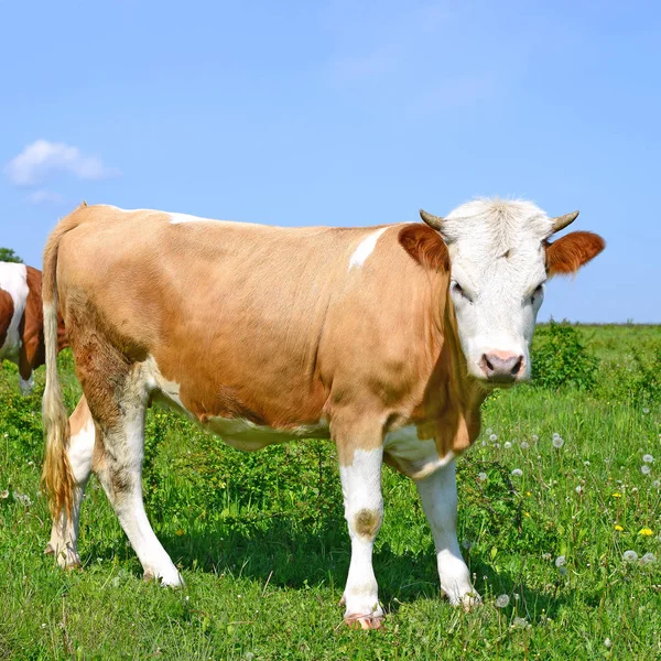 Koeienweidegang Zomer — Stockfoto