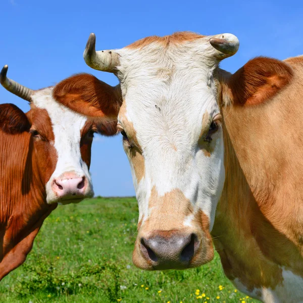 Vacas Pastando Pasto Verão — Fotografia de Stock