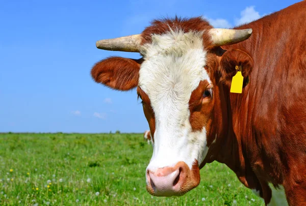 Primo Piano Bella Mucca Marrone Bianco Sul Prato — Foto Stock