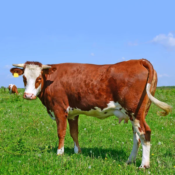 Αγελάδα Που Βόσκουν Βοσκότοπους Καλοκαίρι — Φωτογραφία Αρχείου