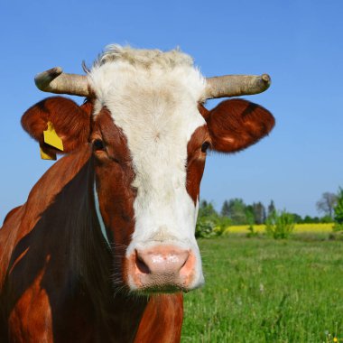Çayırdaki güzel kahverengi ve beyaz ineğe yaklaş.