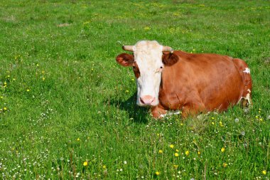 Çayırdaki güzel kahverengi ve beyaz ineğe yaklaş.